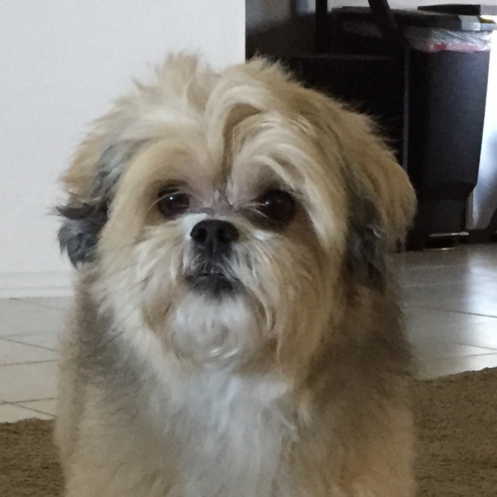 Meet your Posher, Scooter.